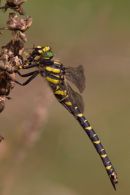 Golden_Ringed_Dragonfly