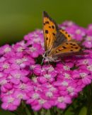 Small_Copper_Butterfly