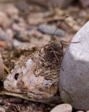 Grayling