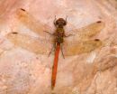 Male_Common_Darter