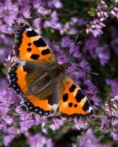 Small_Tortoiseshell_Butterfly