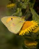 Clouded_Yellow_Butterfly