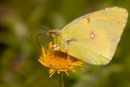 Clouded_Yellow_Butterfly