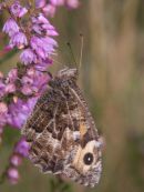 Grayling