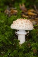 Fungus_1