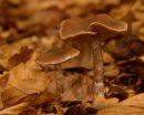 Fungi_2