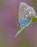 Common_Blue_Butterfly