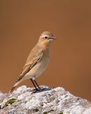 Wheatear