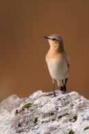 Wheatear