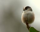 Long-tailed_Tit_10