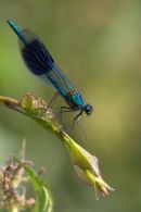 4 of 4 BWPA 2011 Spring Portfolio Images - Highly Commended