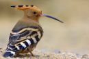 Hoopoe