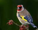 Goldfinch_12