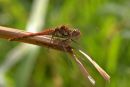 Common_Darter