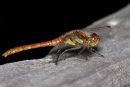 Commom_Darter_Dragonfly