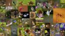 BWPA 2011 Submission Entries