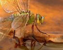 BWPA 2009 Entry - Highly Commended