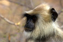 Sweating_Langur_India