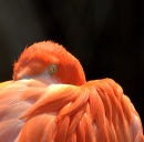Flamingo_1