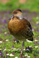 Duck_Portrait