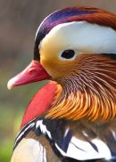Mandarin_Duck
