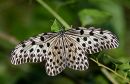 Borneo_Butterfly_2