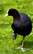 Coot