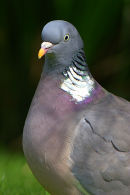 Wood_Pigeon_Portrait_1