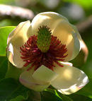 Magnolia_Flower_1