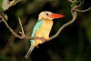 Stork_Billed_Kingfisher_Borneo