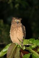 Malay_Fish_Owl