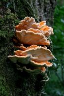 Orange_Bracket_Fungus