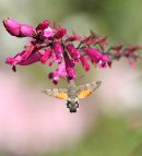 Humming_Bird_Hawkmoth_2