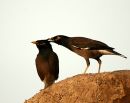 Preening_Common_Mynas_India