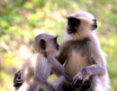 Langur_Siblings_India_1