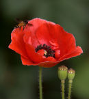 Poppy_and_Bee_India