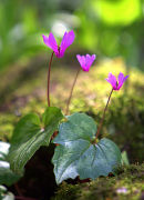 Cyclamen_1