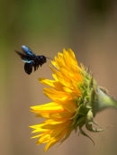 Sunflower_and_Bee?_India