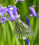 Green_Veined_White
_on_Bluebells