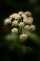 Cow_Parsley