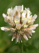 White_Clover