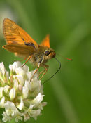 Skipper_Butterfly_1