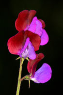 Sweet_Pea_1