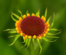 Helenium