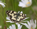 Marbled_White_Butterfly