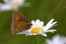 Meadow_Brown_Butterfly_1