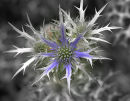 Eryngium