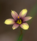 Sisyrinchium
