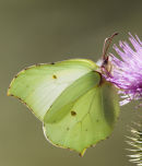Brimstone_Butterfly