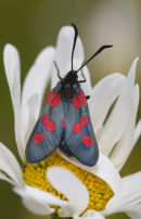 5_Spotted_Burnet_Moth